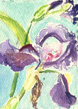 "Iris - 4 Stages" by Claire Mangasarian, Madison WI - Watercolor